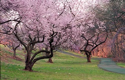 Branch Brook Park Cherry Blossoms